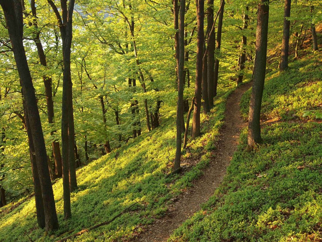 Trail Des Chateaux Saint Cyr En Val